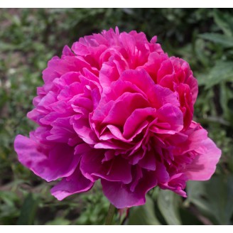 Пион Глоуинг Распберри Роуз (Glowing Raspberry Rose)